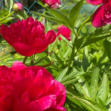 Haus Am Kuhsee ホームステイ *