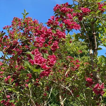 ホームステイ Haus Am Kuhsee アウグスブルク