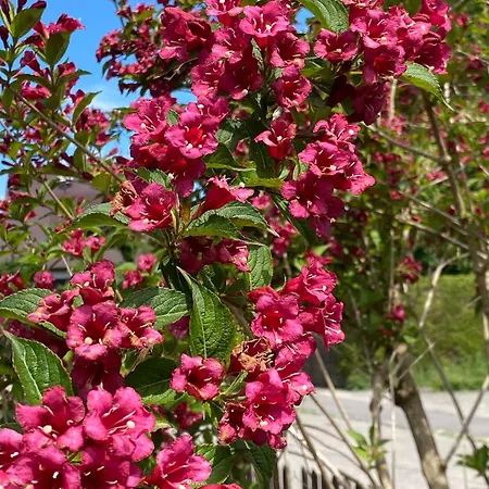 Homestay Haus Am Kuhsee Augsburg