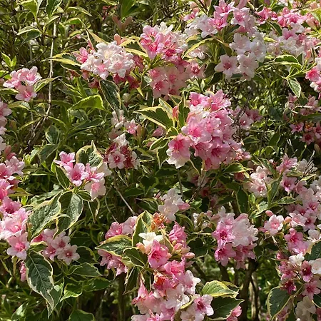 Homestay Haus Am Kuhsee *