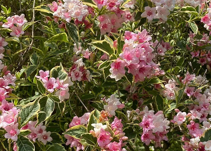 Kwatera prywatna Haus Am Kuhsee *